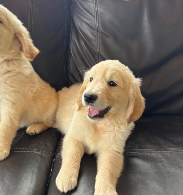 Golden Retriever puppies