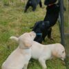 Excellent pedigree Labrador retriever puppies