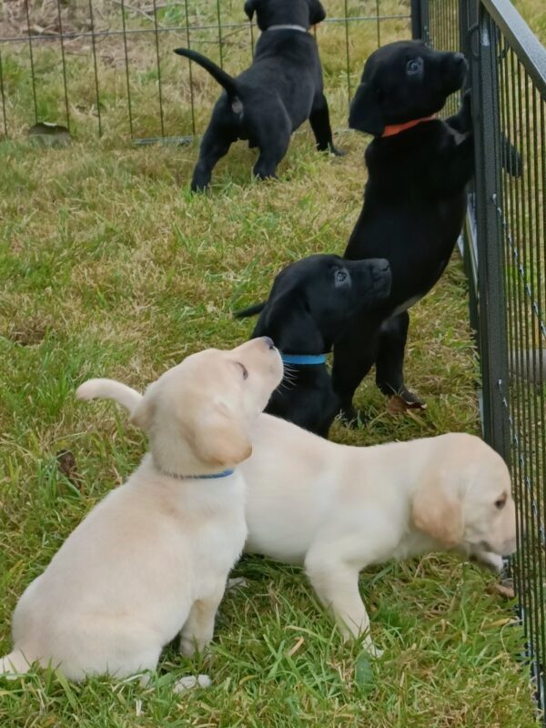 Excellent pedigree Labrador retriever puppies