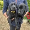 Black Labradors exceptional. Litter