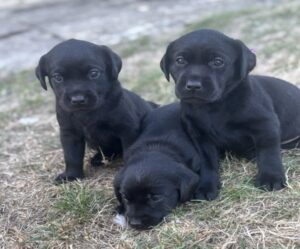 3 Beautiful Black Labradors