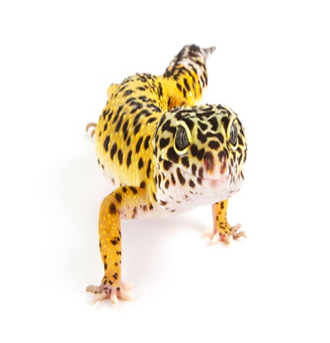 Leopard Geckos for Sale