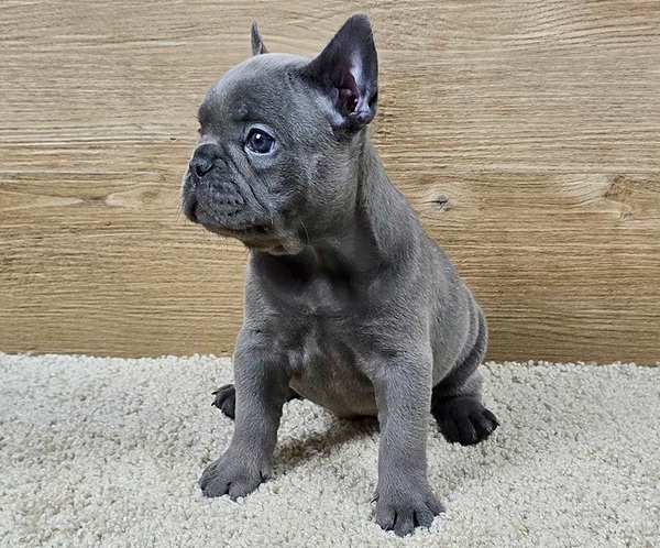 lille-tomkings-puppies-1 Lille