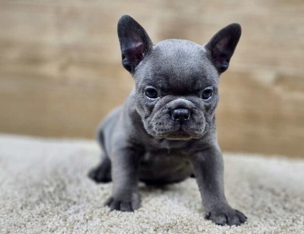 lille-tomkings-puppies-4 Lille