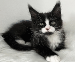 Itan is an Elegant Maine Coon Kitten in a Black and White Fur Coat and With a Spectacular "Nose Spot"