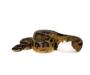 piebald-ball-python-for-sale