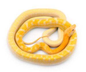 rat-snake-species-for-sale