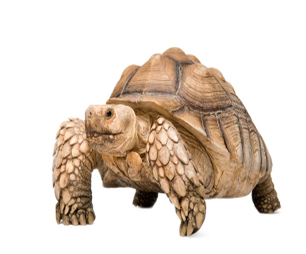 sulcata-tortoise-for-sale Sulcata Tortoise for Sale