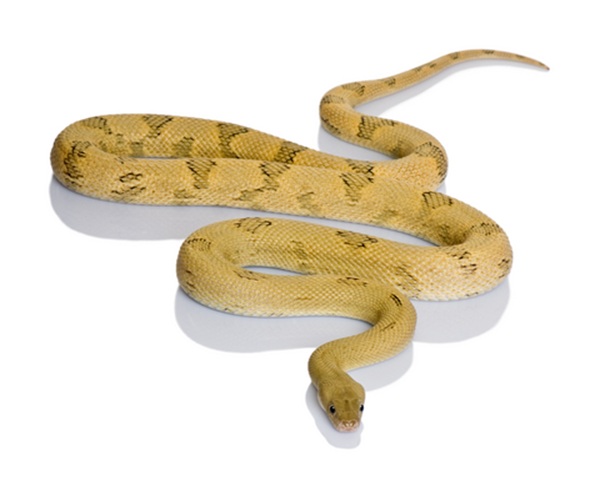 transpecos-rat-snake-for-sale Transpecos Rat Snake for Sale