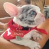 Enzo, Male French Bulldog puppy