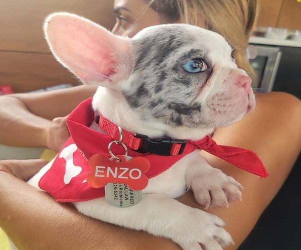 Enzo, Male French Bulldog puppy